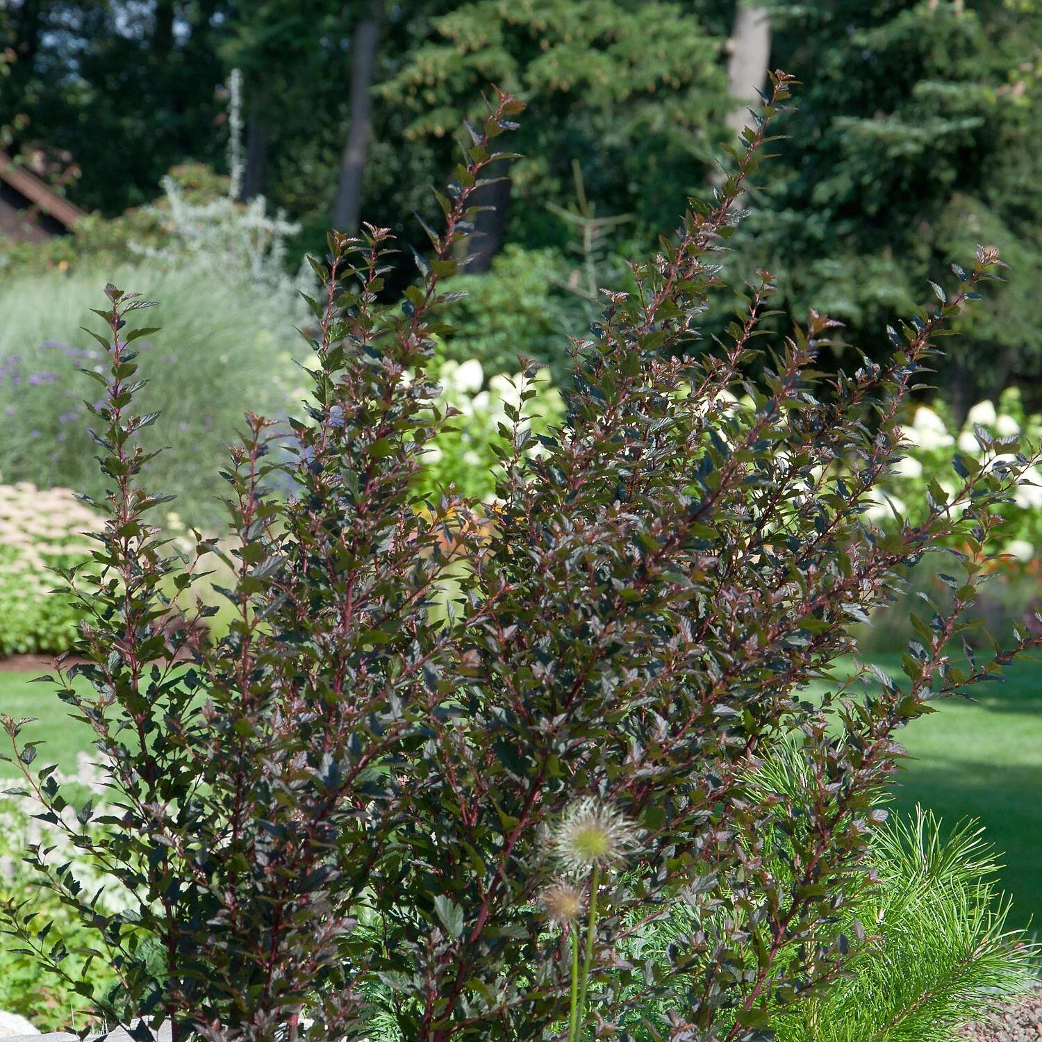 Physocarpus Opulifolius 'Little Devil'