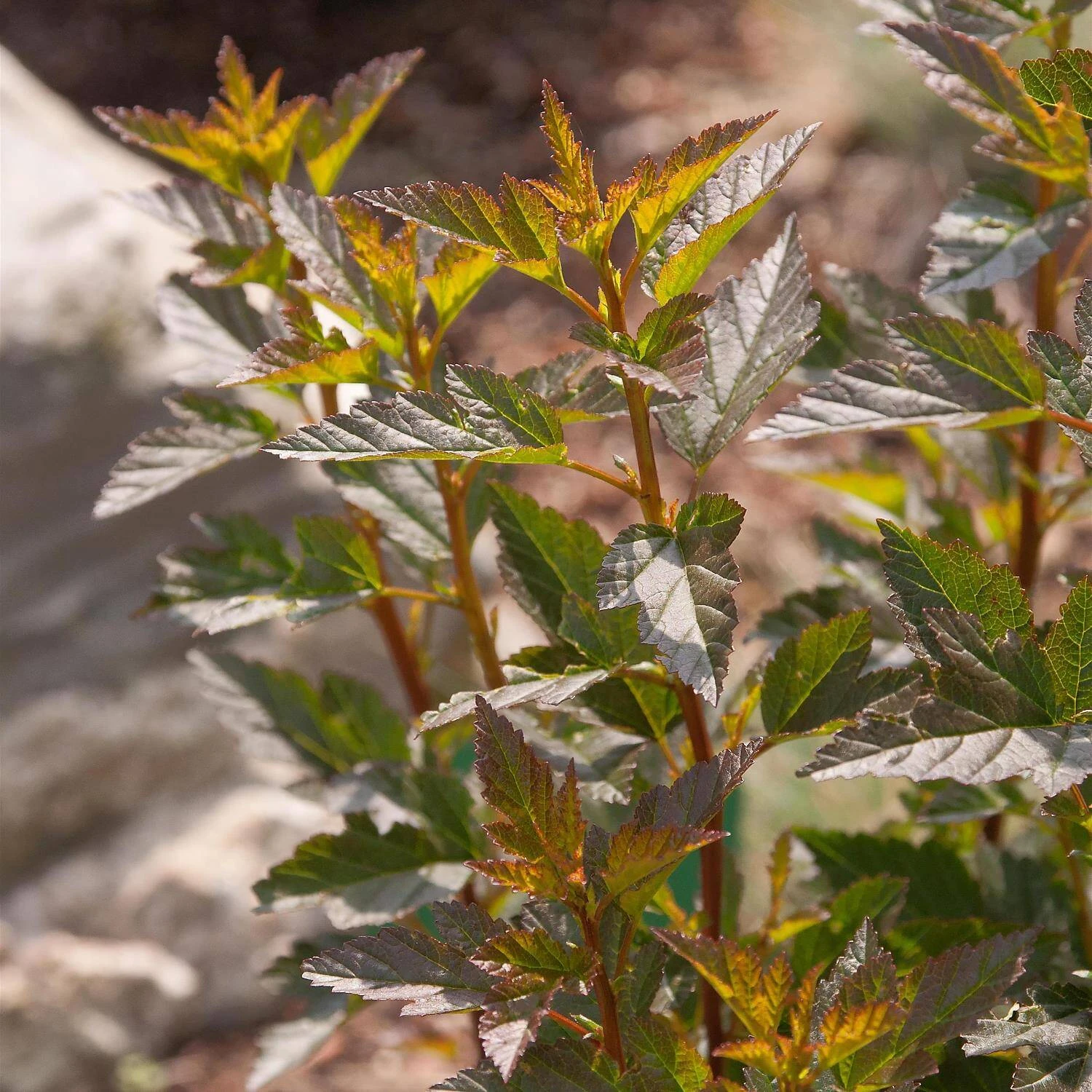 Physocarpus Opulifolius 'Little Devil' - Image 2