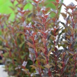 Physocarpus Opulifolius 'Tiny Wine' ®