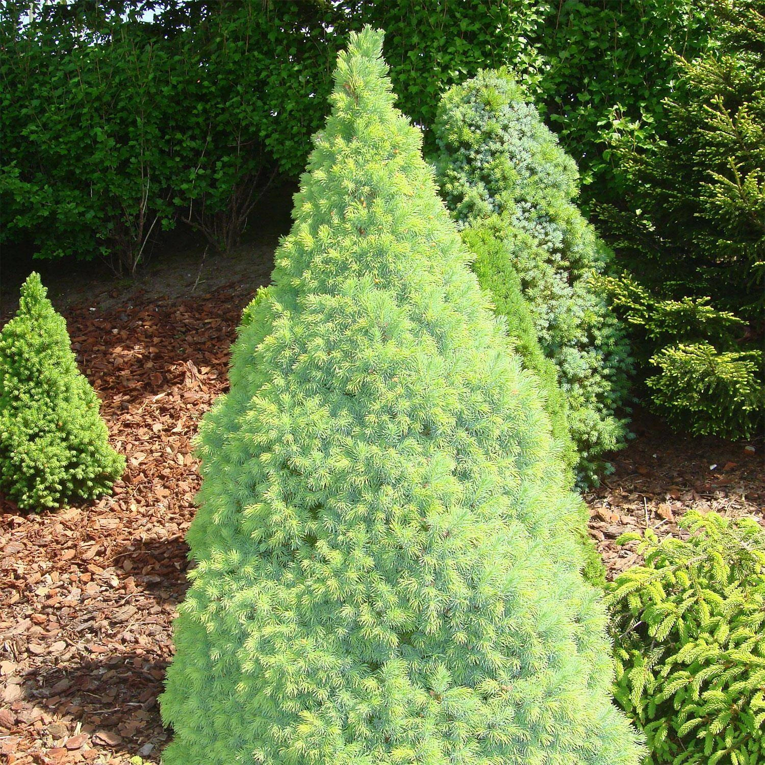 Picea Glauca 'Blue Wonder'® - Image 2