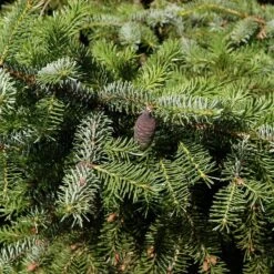 Picea Omorika