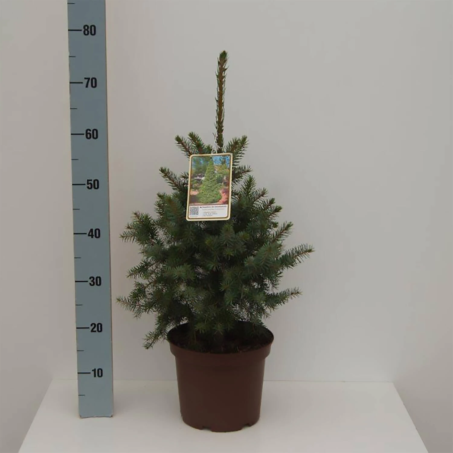Picea Omorika 'Zuckerhut'