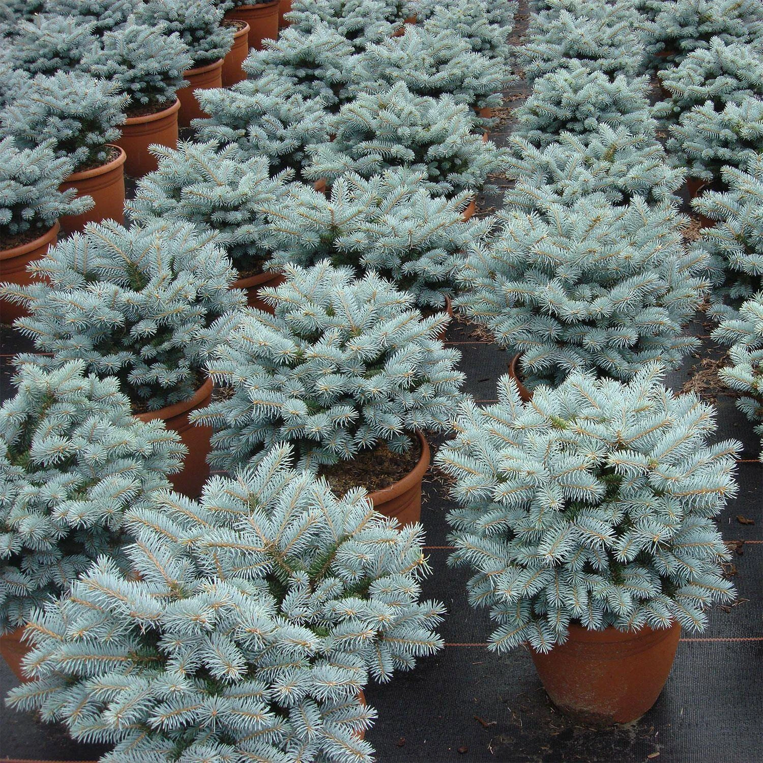 Picea Pungens 'Glauca Globosa' - Image 2