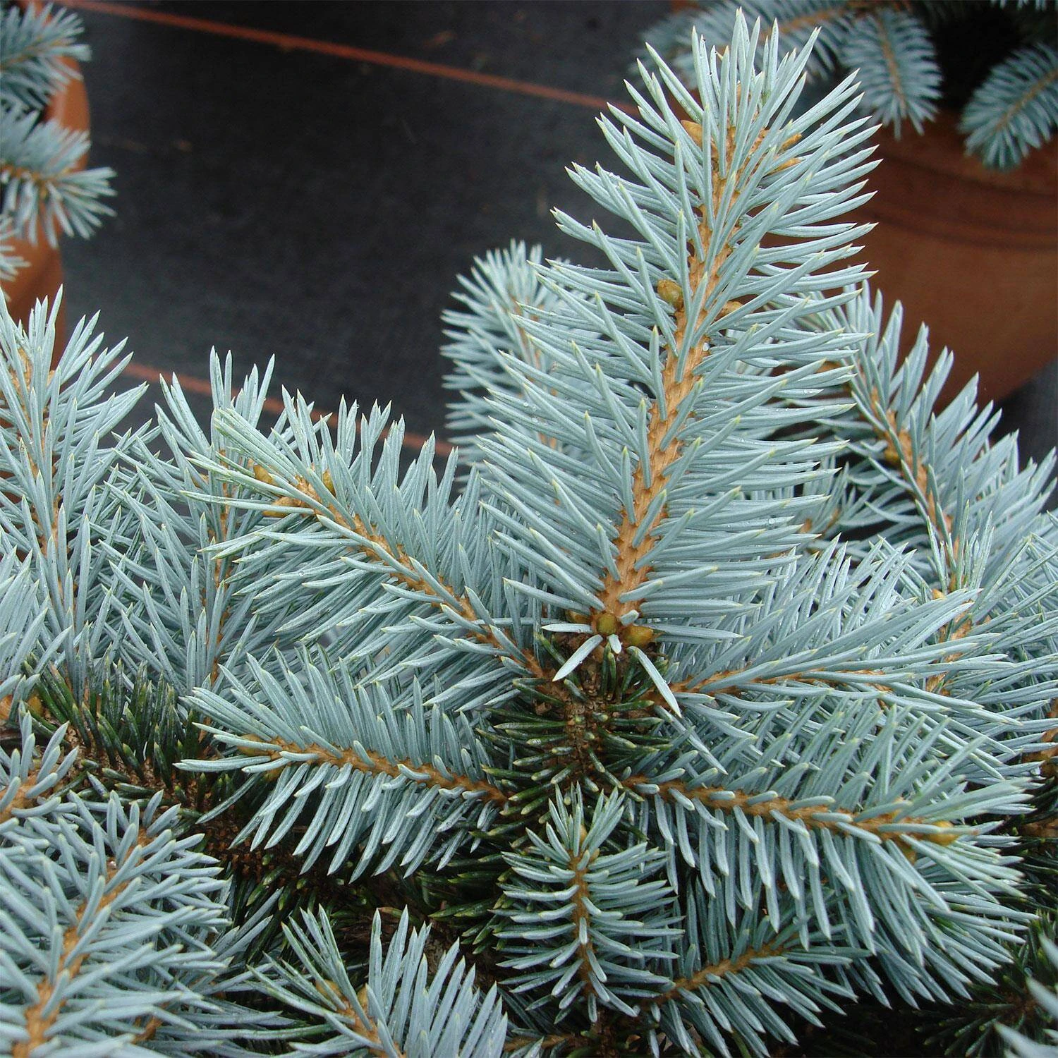 Picea Pungens 'Glauca Globosa' - Image 4