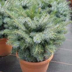 Picea Sitchensis 'Silberzwerg'