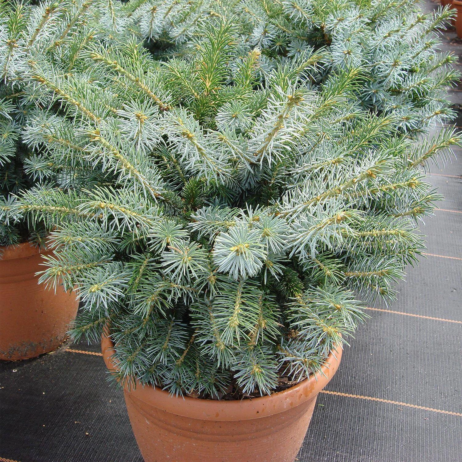Picea Sitchensis 'Silberzwerg'