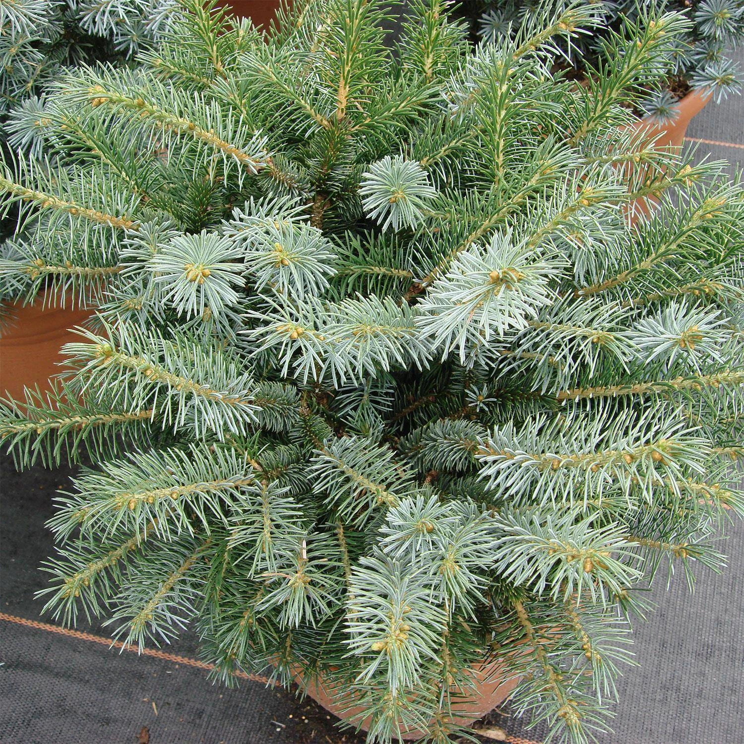 Picea Sitchensis 'Silberzwerg' - Image 2