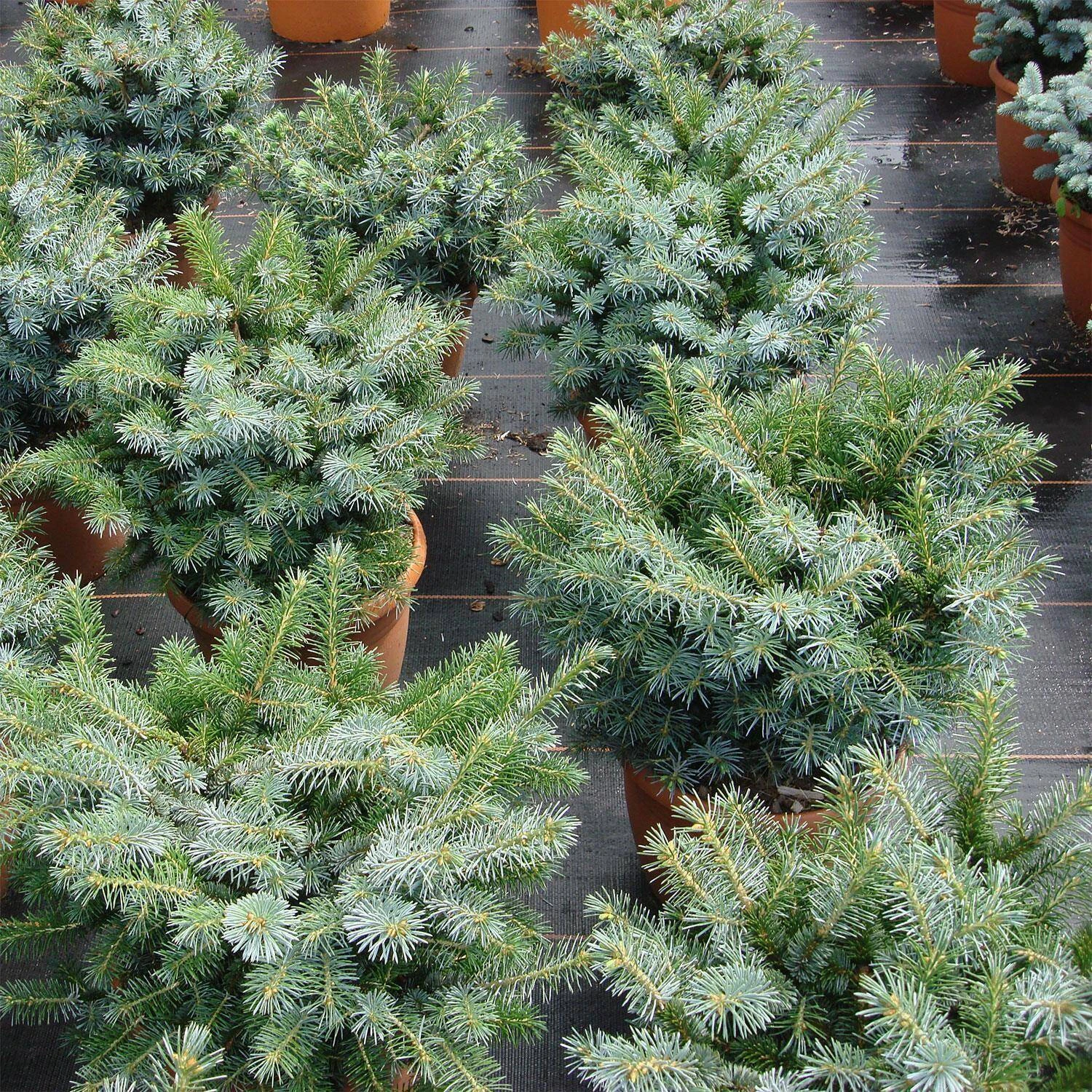 Picea Sitchensis 'Silberzwerg' - Image 3
