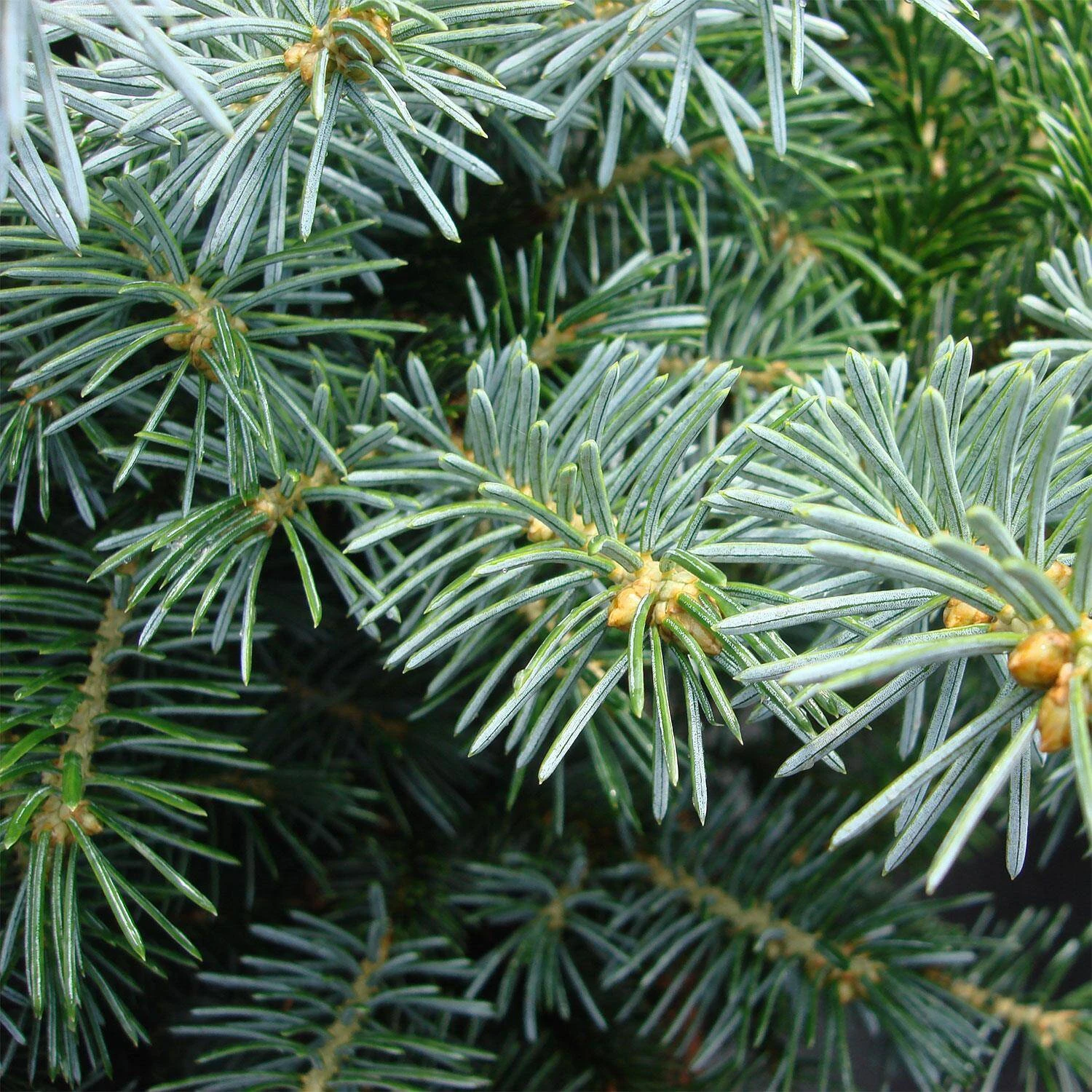 Picea Sitchensis 'Silberzwerg' - Image 4