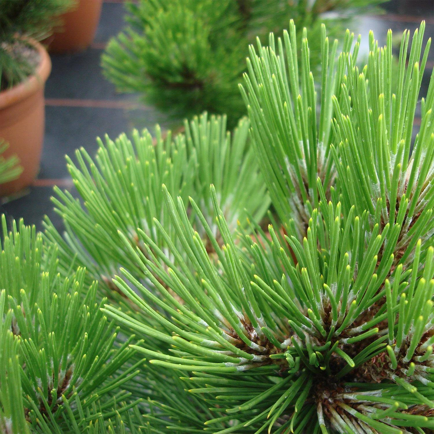 Pinus Leucodermis 'Compact Gem' - Image 2