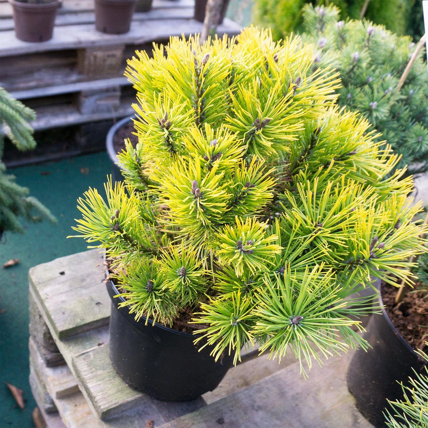 Pinus Mugo 'Carsten's Wintergold'
