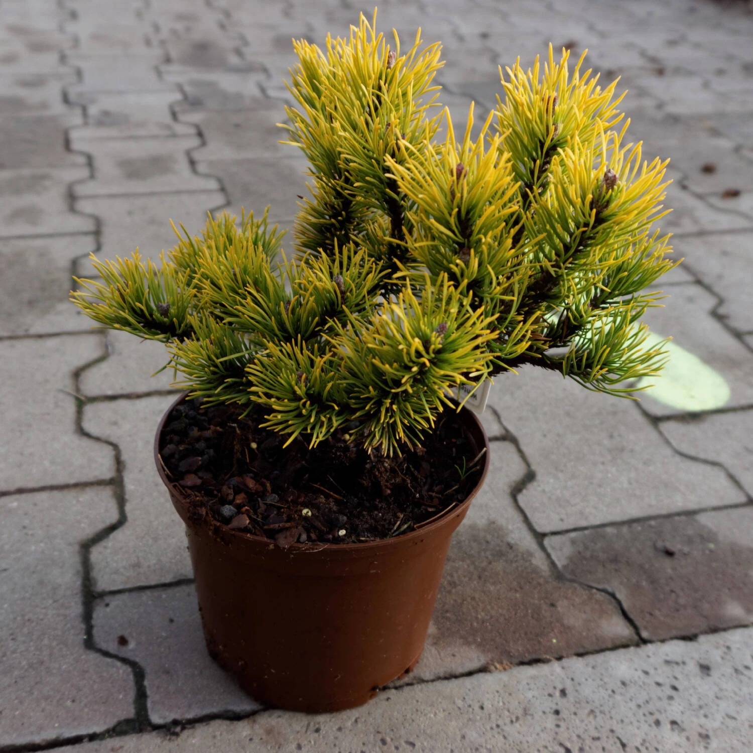 Pinus Mugo 'Carsten's Wintergold' - Image 2