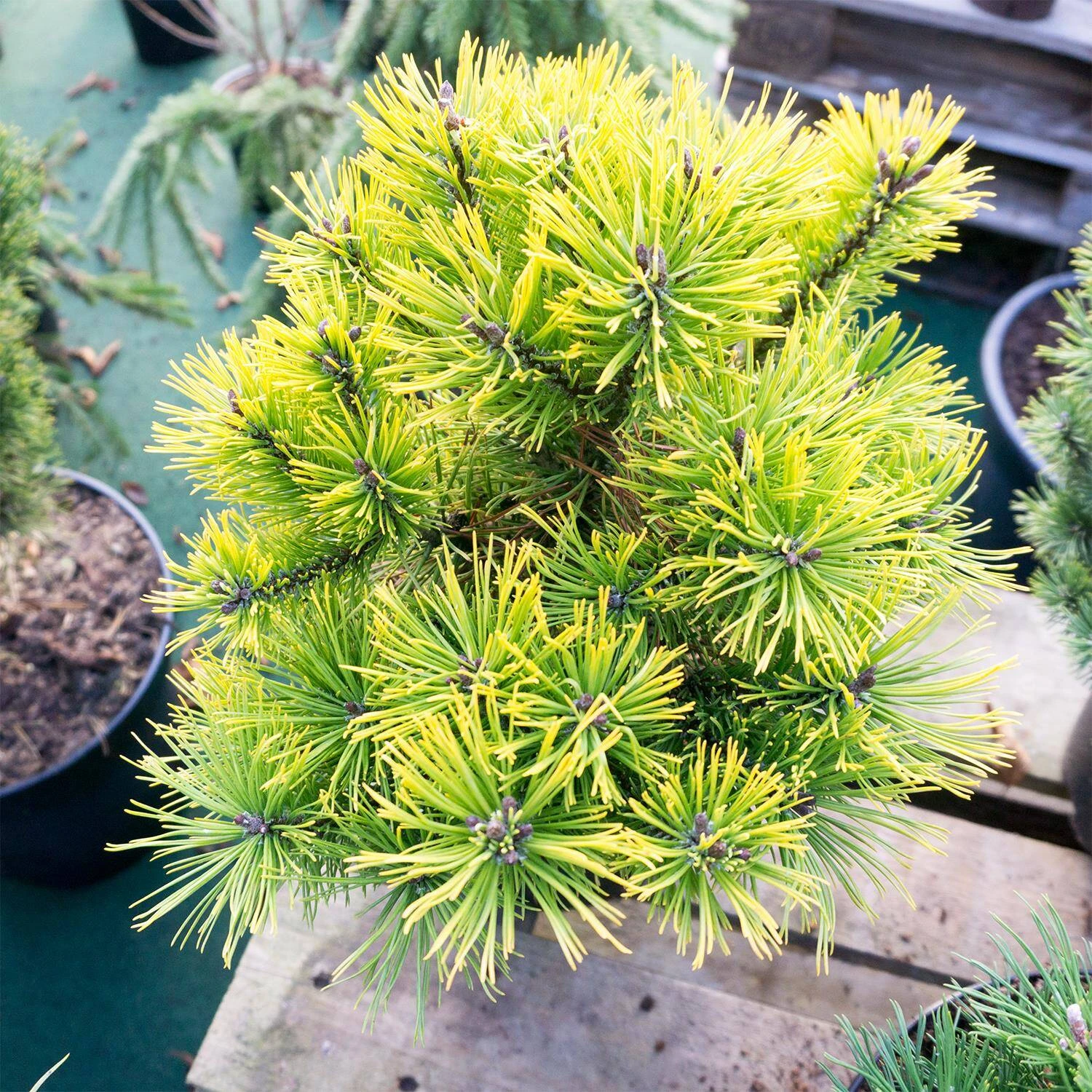 Pinus Mugo 'Carsten's Wintergold' - Image 3