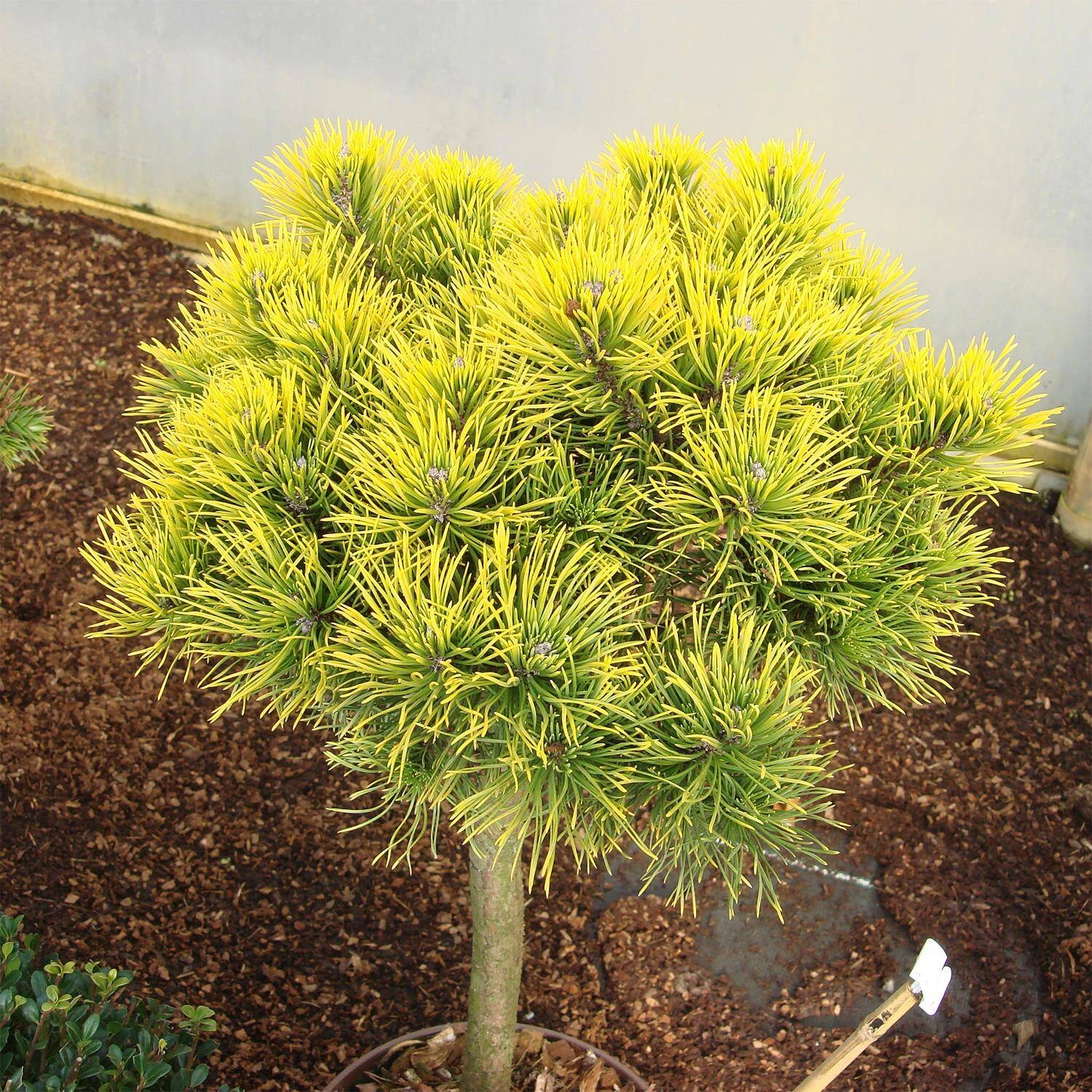 Pinus Mugo 'Carsten's Wintergold' - Image 4