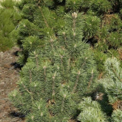 Pinus Mugo 'Columnaris'