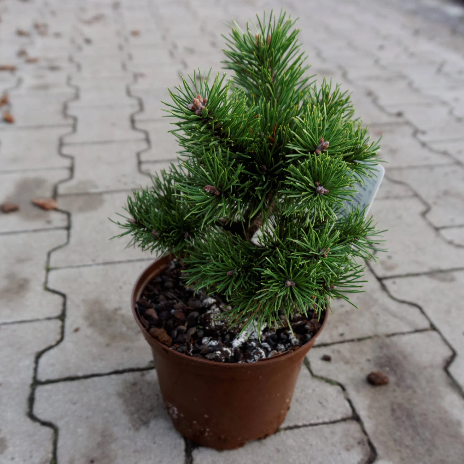 Pinus Mugo 'Gnom' - Image 2