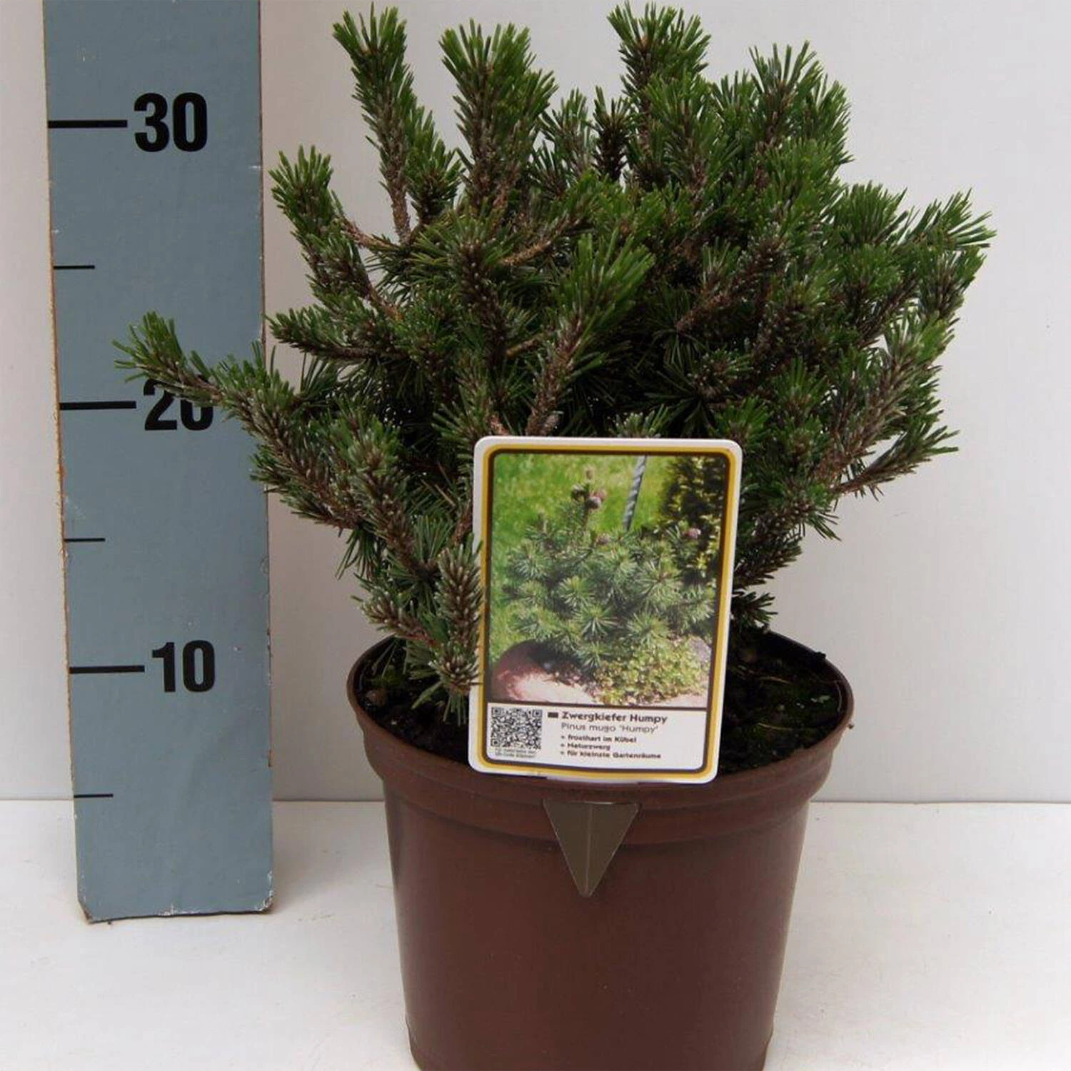 Pinus Mugo 'Humpy' - Image 3