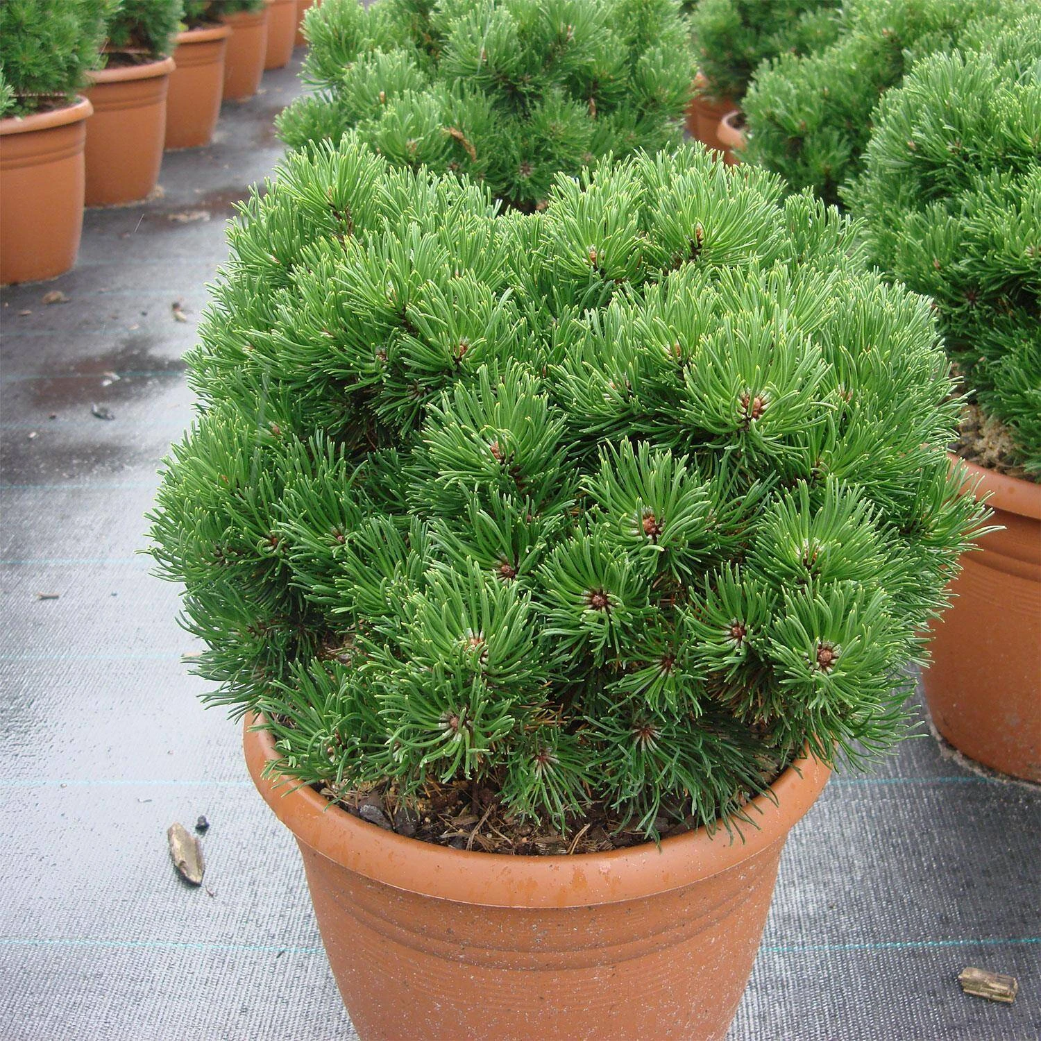 Pinus Mugo 'Picobello'