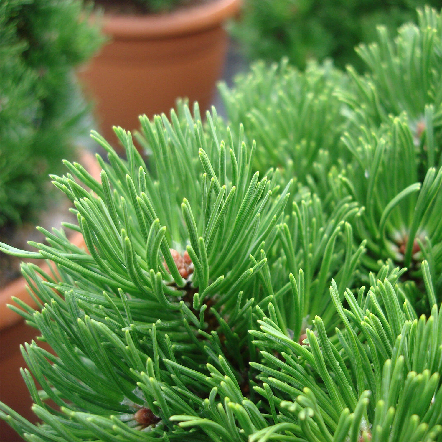 Pinus Mugo 'Picobello' - Image 2