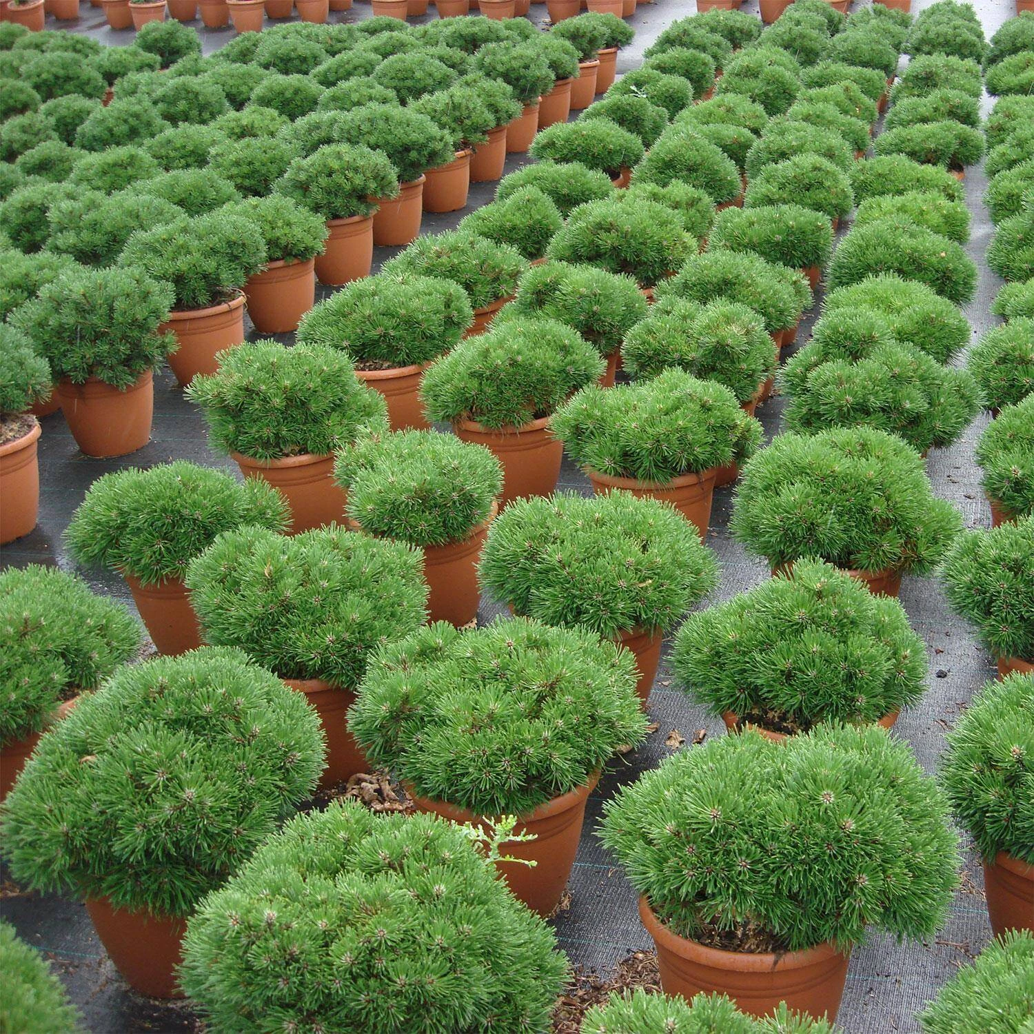 Pinus Mugo/uncinata 'Grüne Welle' - Image 2