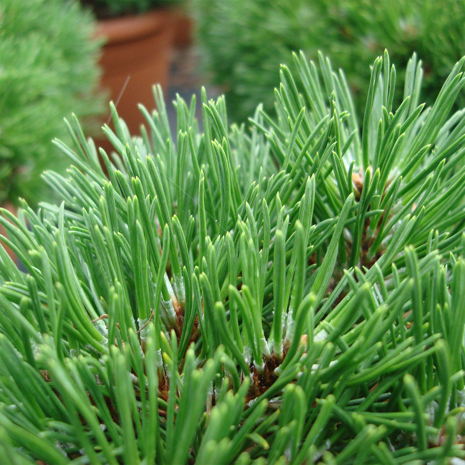 Pinus Mugo/uncinata 'Grüne Welle' - Image 3