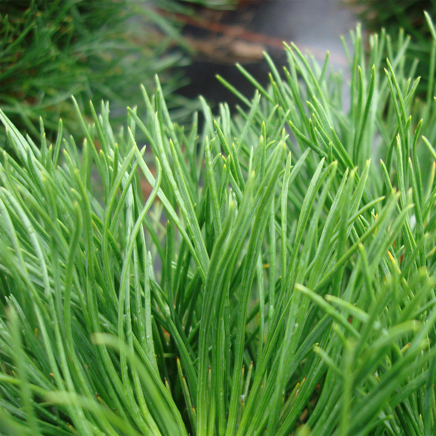 Pinus Mugo 'Varella' - Image 3