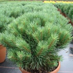 Pinus Sylvestris 'Watereri'