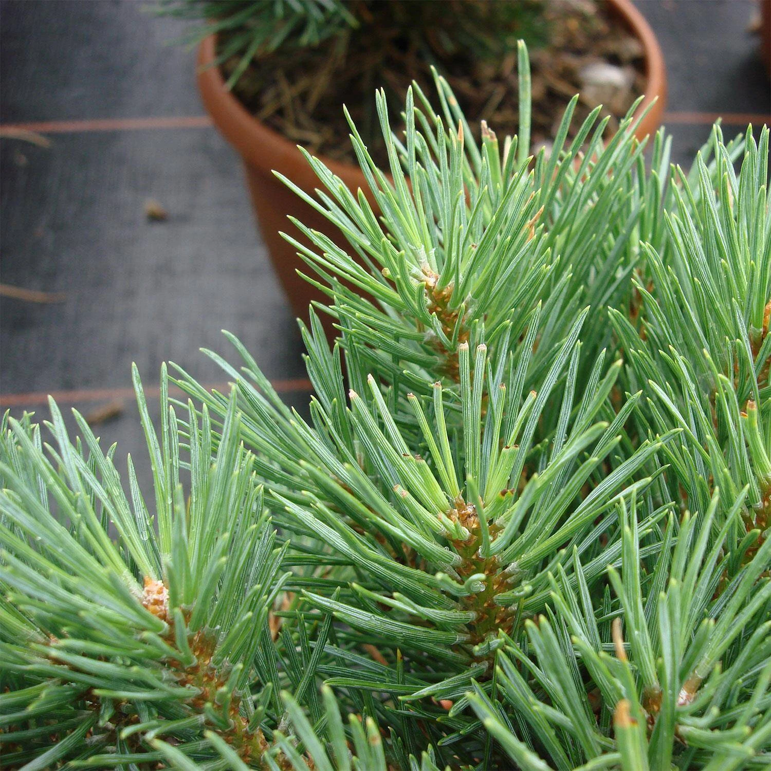 Pinus Sylvestris 'Watereri' - Image 2