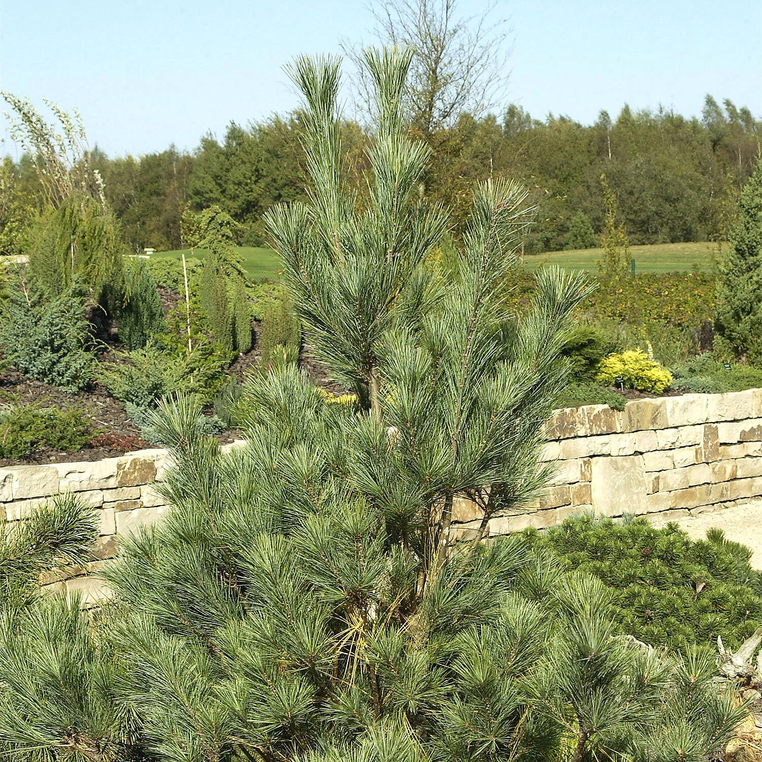 Pinus Wallichiana 'Densa Hill'