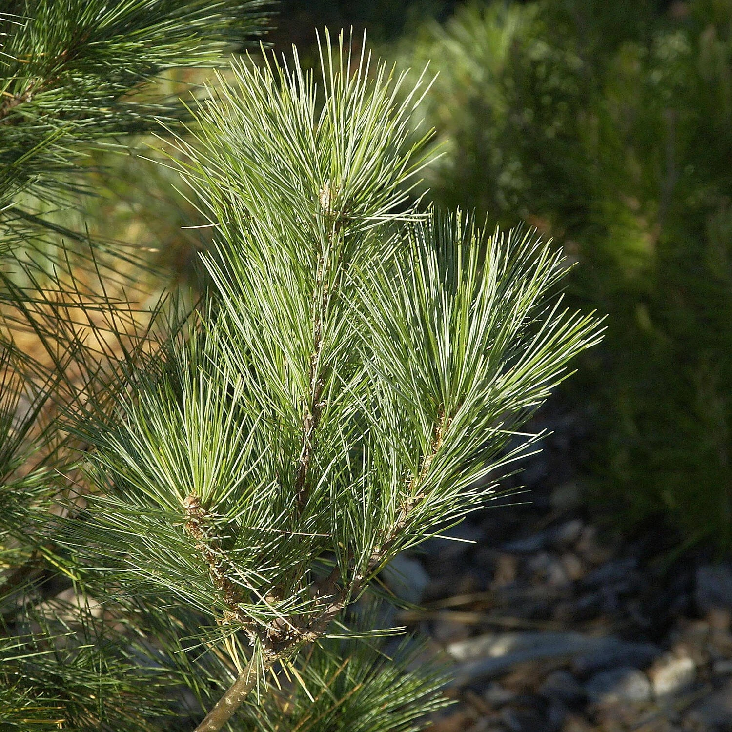 Pinus Wallichiana 'Densa Hill' - Image 2