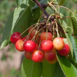 Prunus Avium 'Große Prinzessinkirsche'