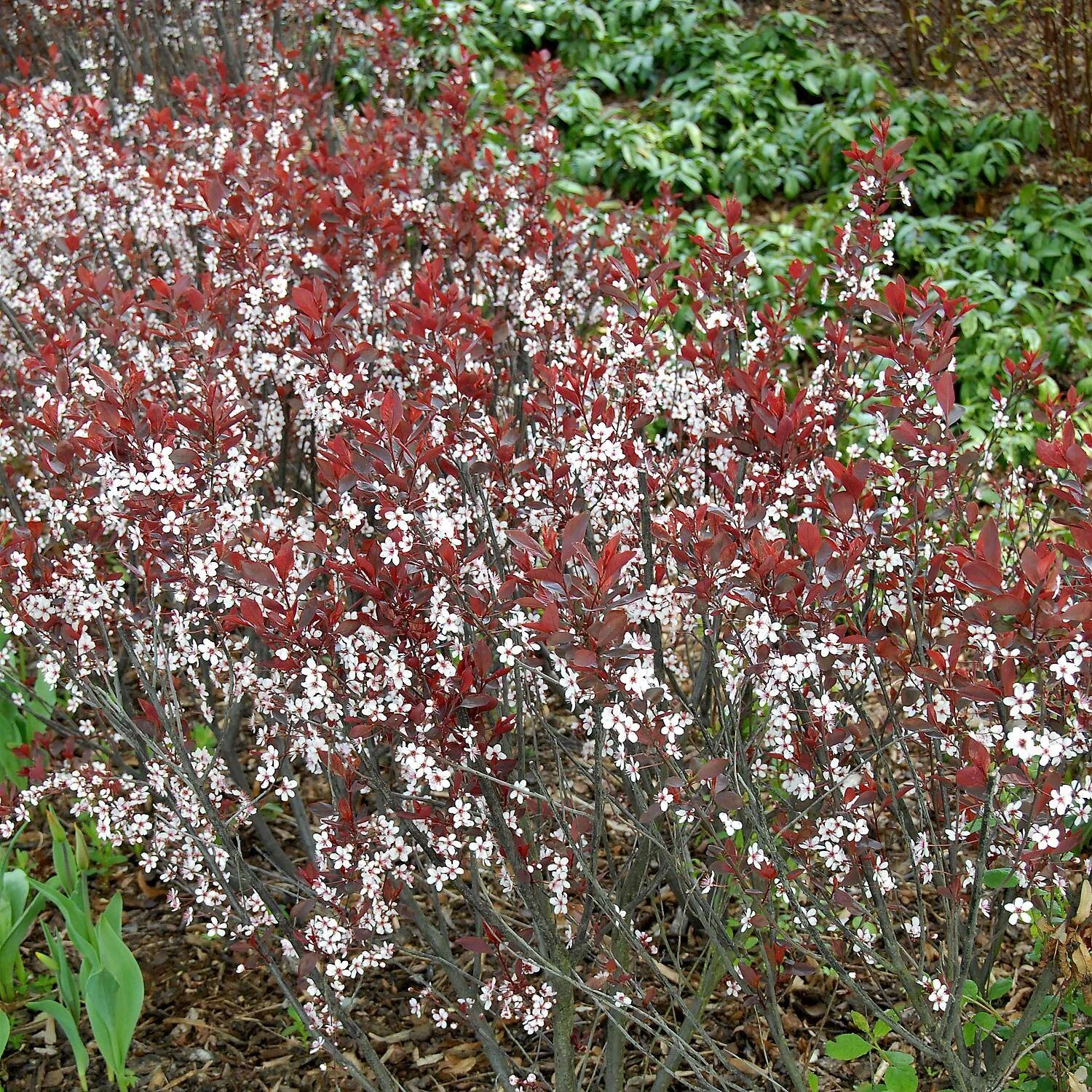 Prunus Cistena - Image 3