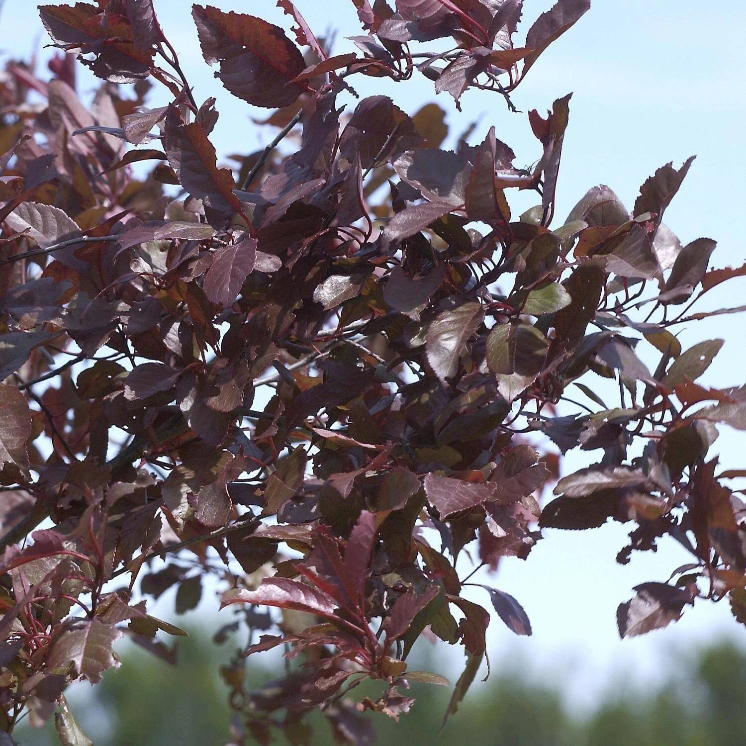 Prunus Cistena - Image 4