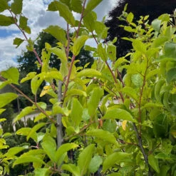 Prunus Domestica 'Bühler Frühzwetsche'