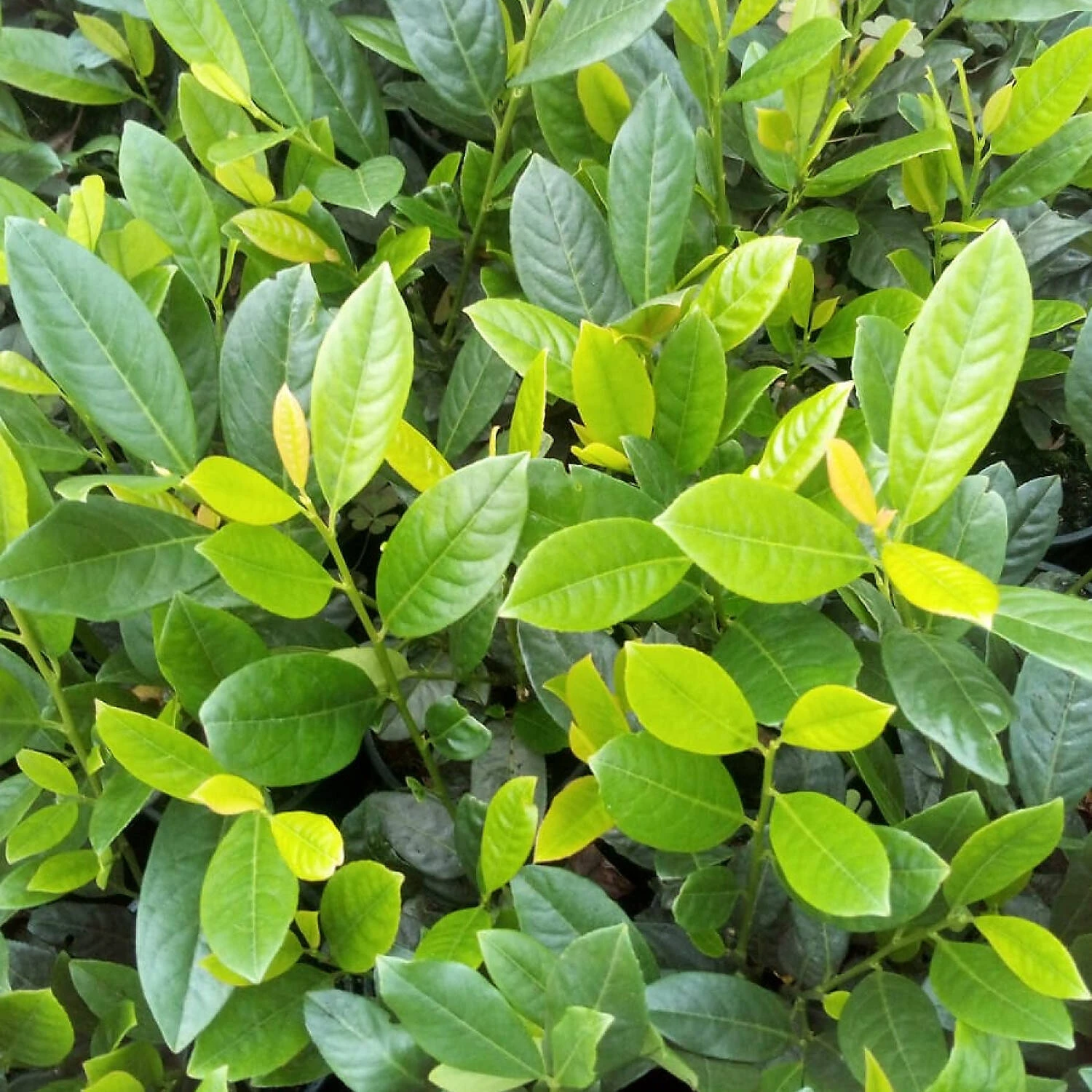 Prunus Laurocerasus 'Diana'