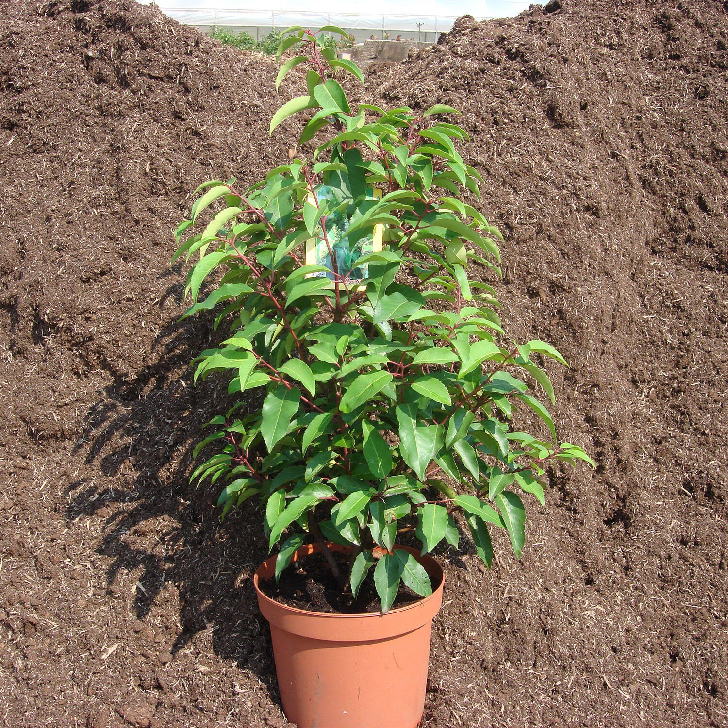 Prunus Lusitanica 'Myrtifolia'