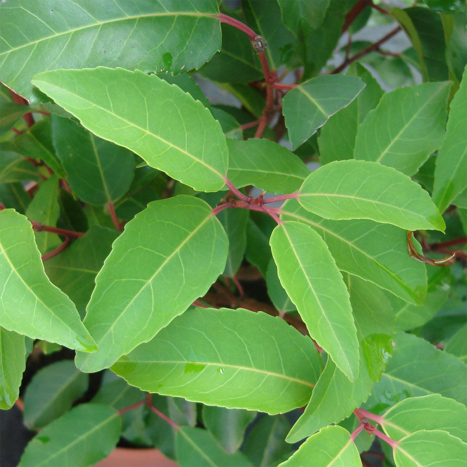 Prunus Lusitanica 'Myrtifolia' - Image 2