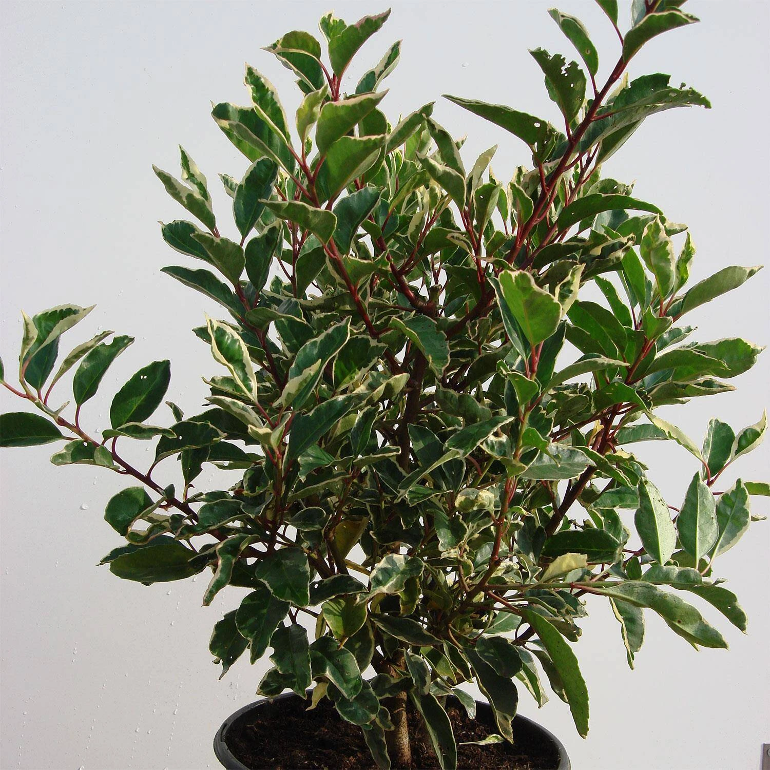 Prunus Lusitanica 'Variegata'