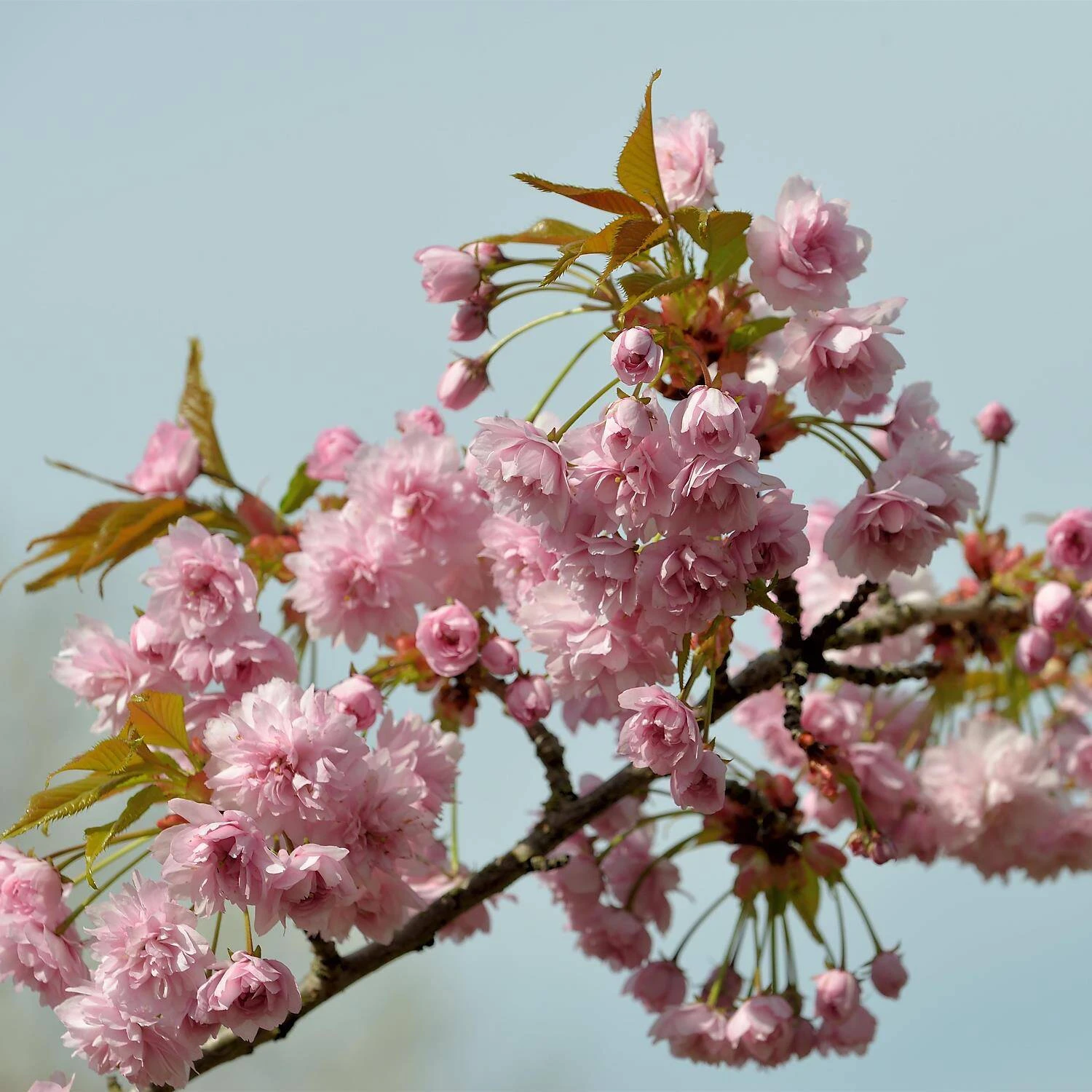 Prunus Serrulata 'Kiku-shidare-Zakura' - Image 2