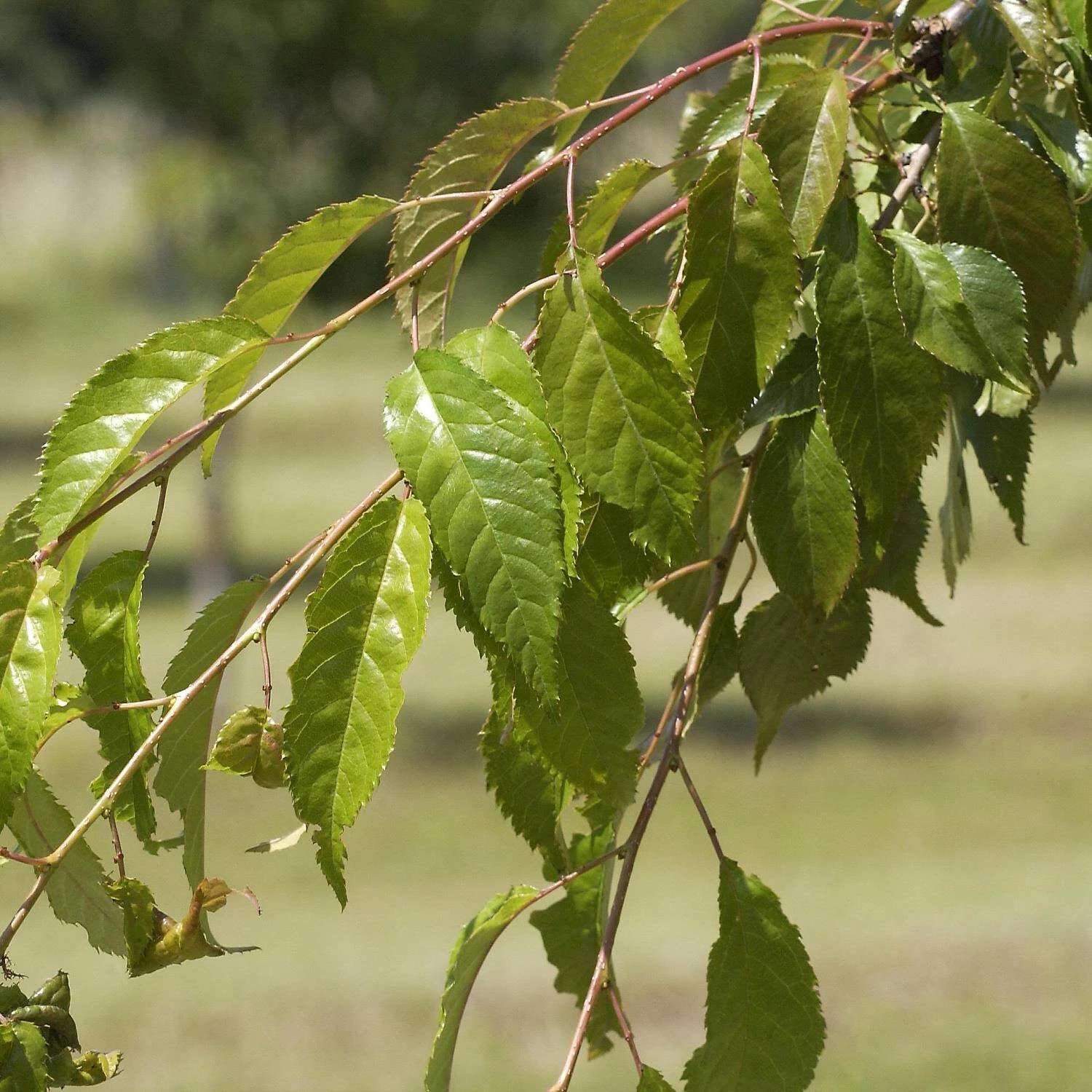 Prunus Serrulata 'Kiku-shidare-Zakura' - Image 3