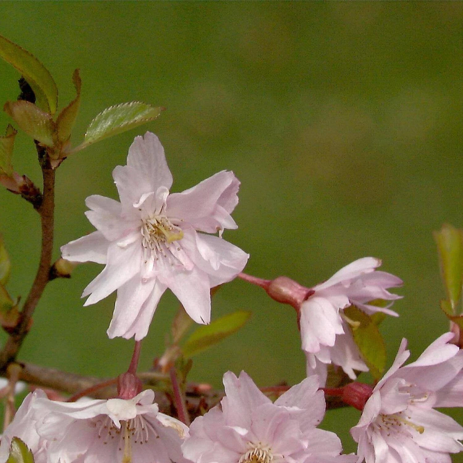 Prunus Subhirtella 'Fukubana' - Image 3