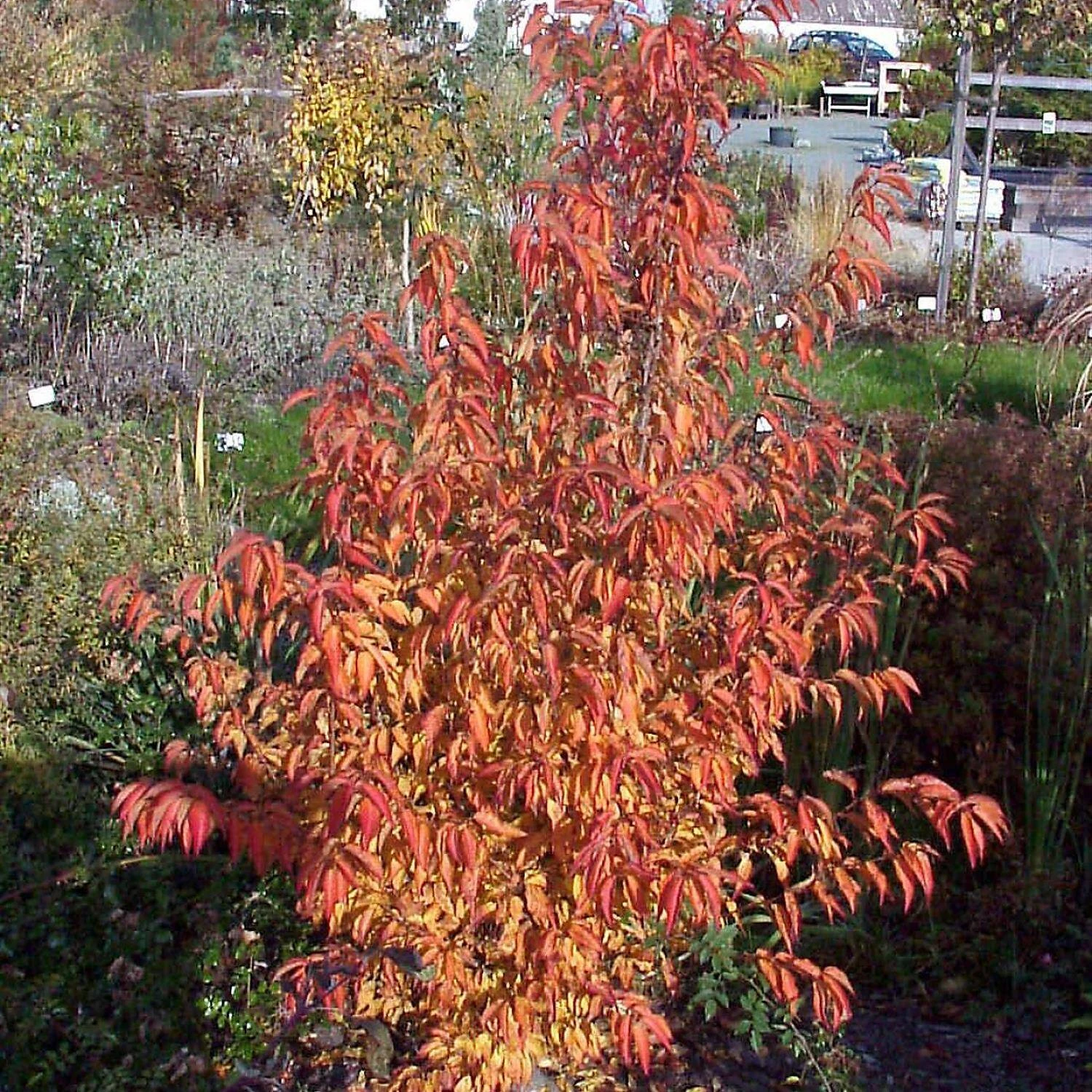 Prunus Subhirtella 'Fukubana' - Image 4
