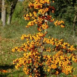 Pyracantha Coccinea 'Teton'