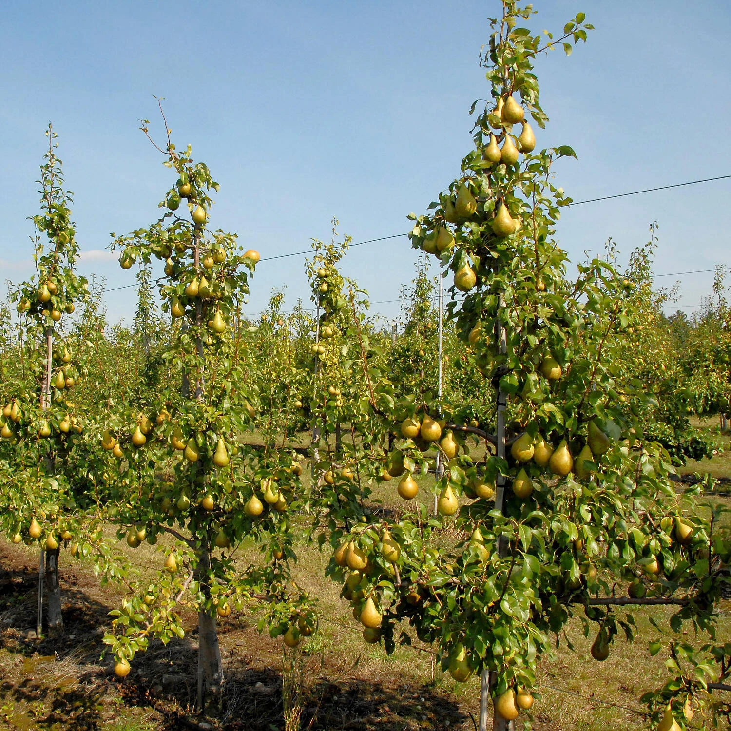 Pyrus Communis 'Conference' - Image 2