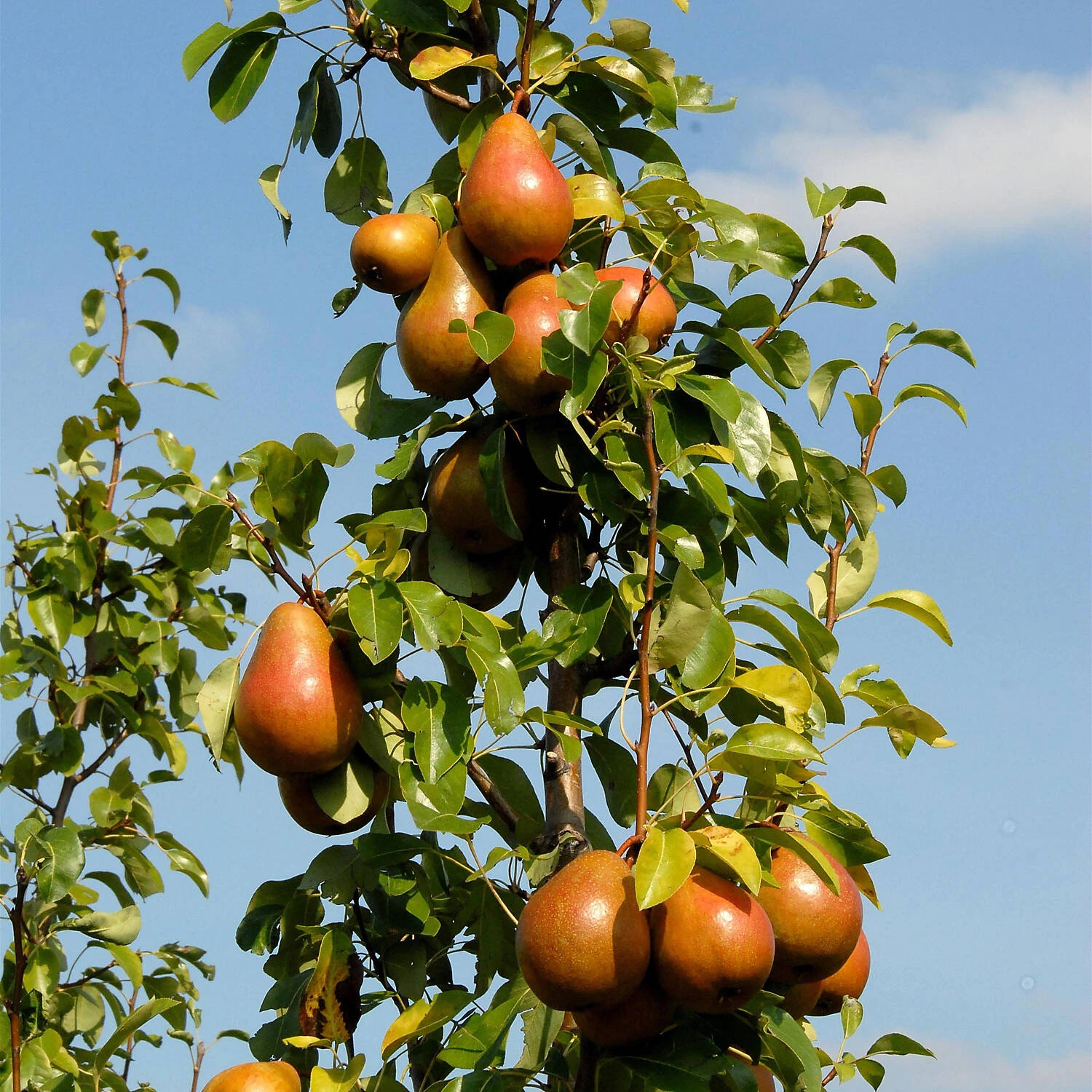 Pyrus Communis 'Rote Williams Christ'