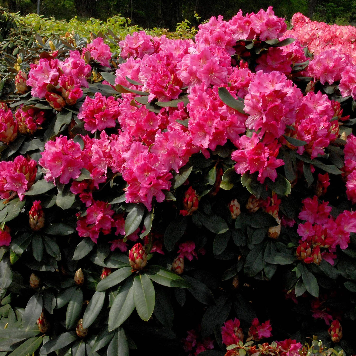 Rhododendron 'Caruso'