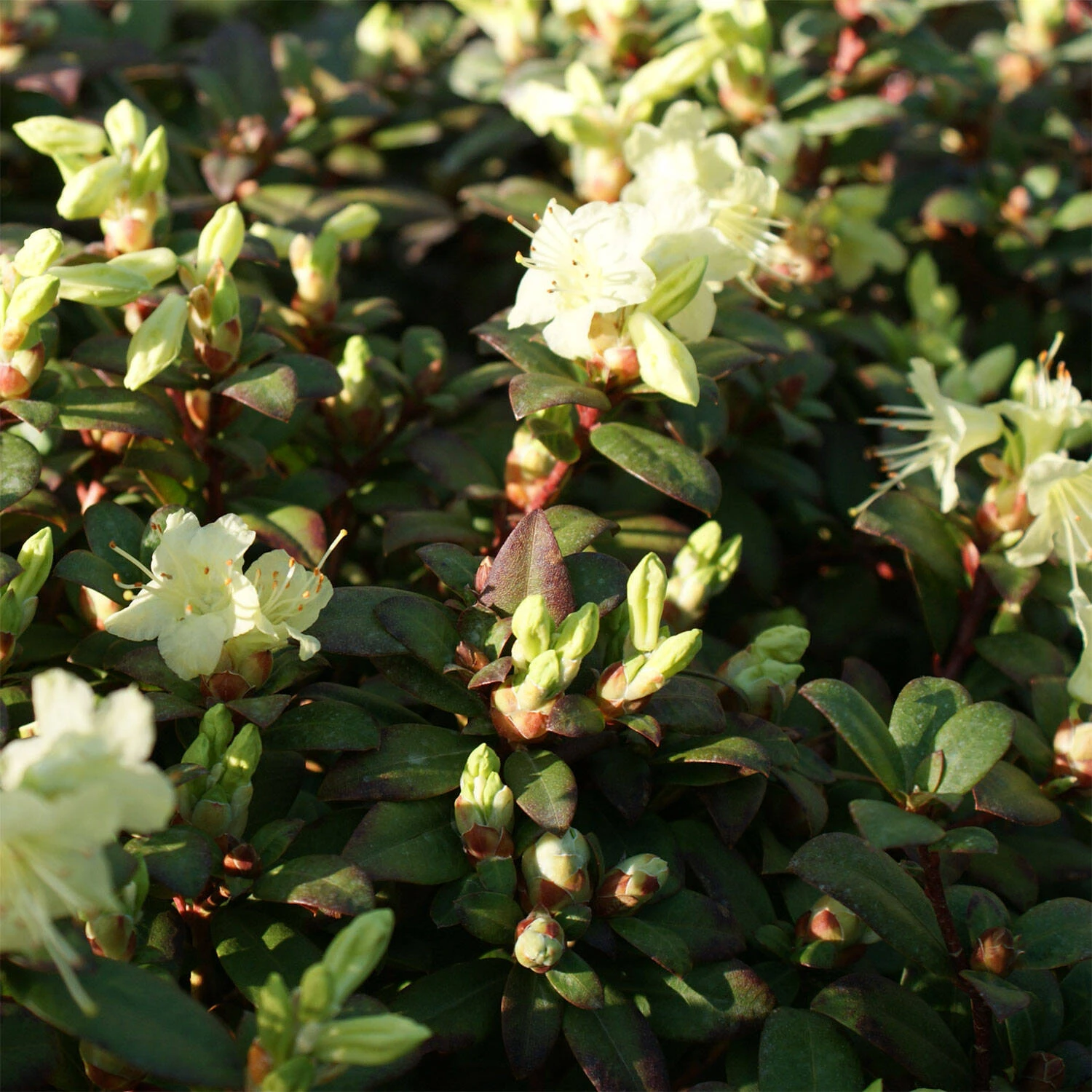 Rhododendron Hanceanum 'Princess Anne'