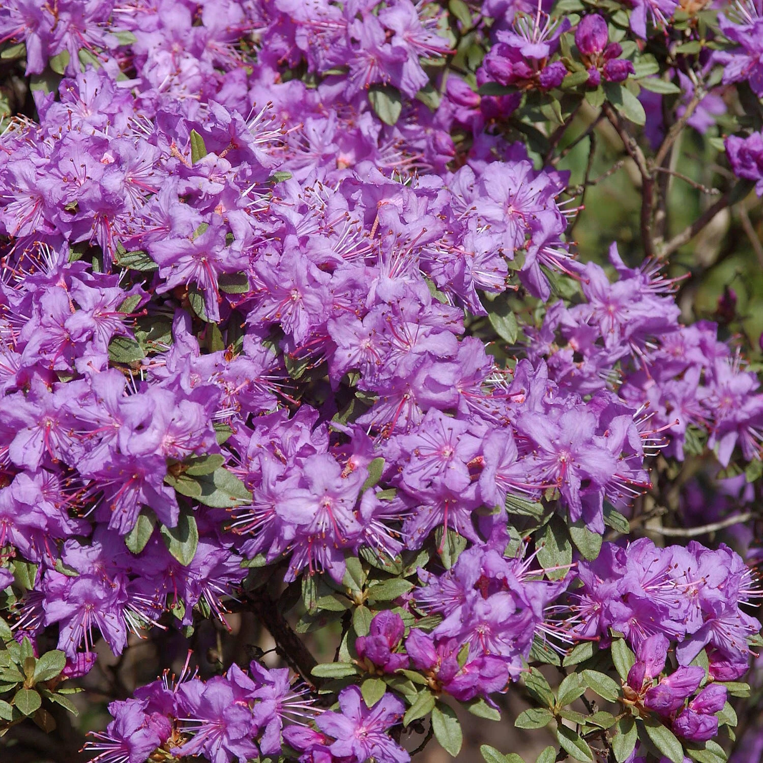 Rhododendron Hippophaeoides 'Blue Silver'