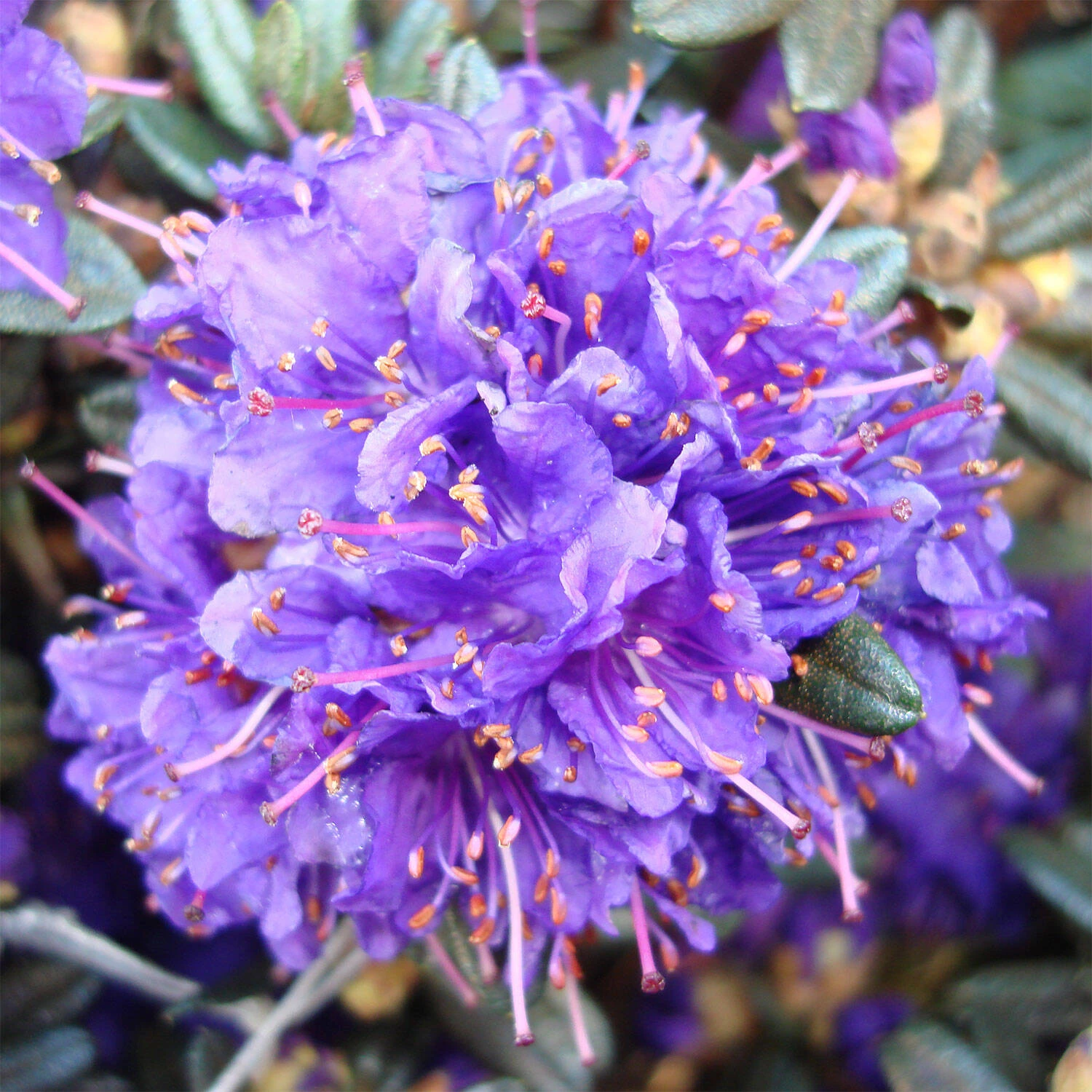 Rhododendron Hybride 'Azurro'