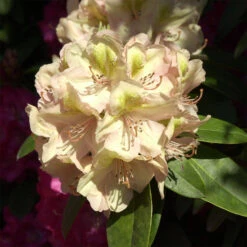 Rhododendron Hybride 'Belkanto'